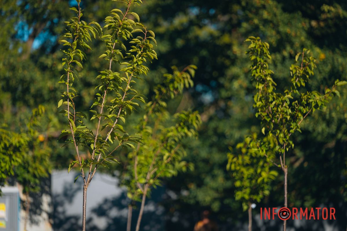 Уже приходять перші відвідувачі: у Дніпрі в парку Шевченка з’явилася найбільша в місті алея сакур 27