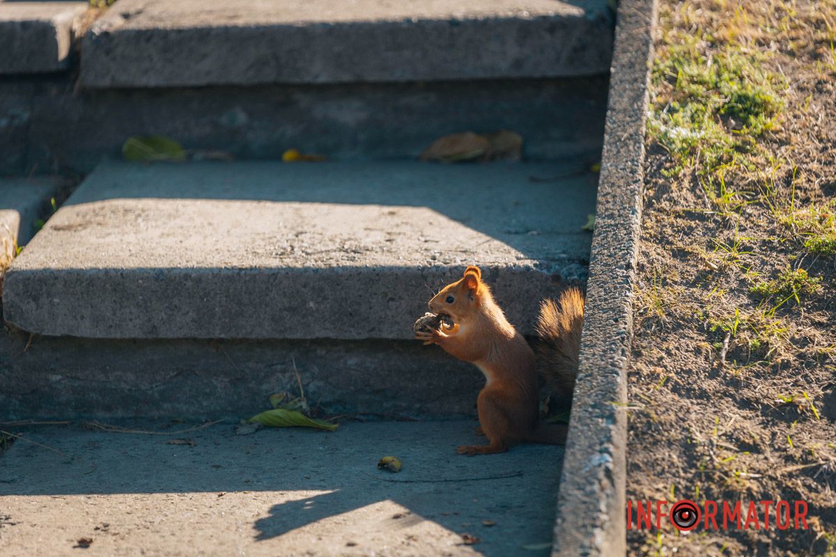 Білочка готується до зими