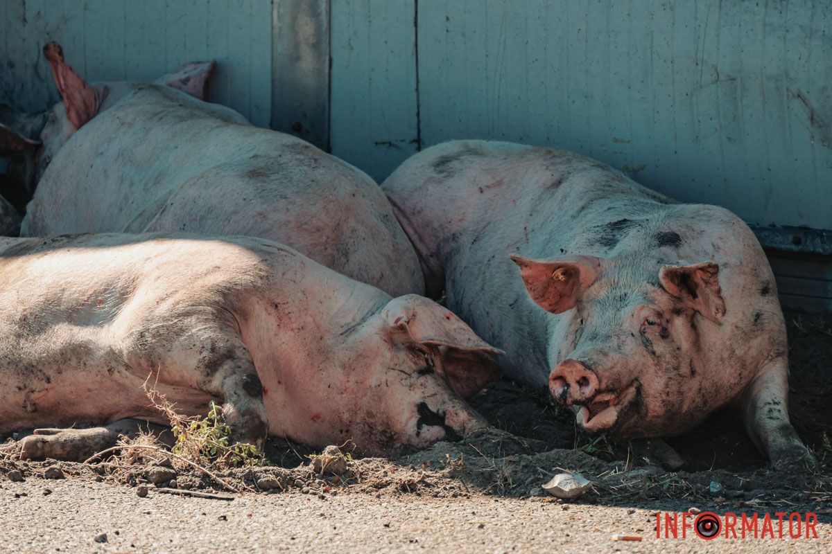 В Днепре на Донецком шоссе опрокинулась фура со свиньями: движение перекрыли 8