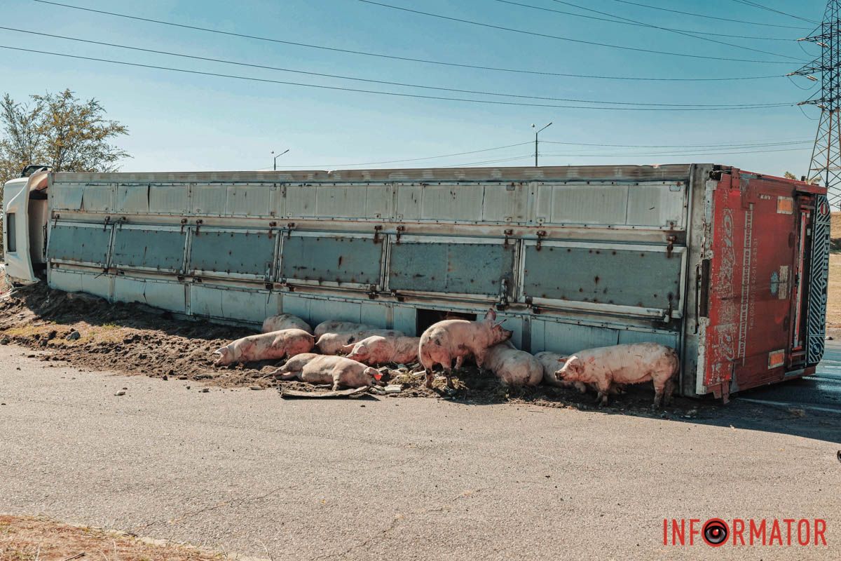 В Днепре на Донецком шоссе опрокинулась фура со свиньями: движение перекрыли 6