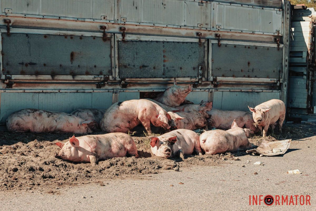 В Днепре на Донецком шоссе опрокинулась фура со свиньями: движение перекрыли 4