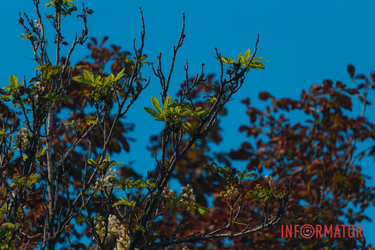 У Дніпрі у вересні почали квітнути каштани 13