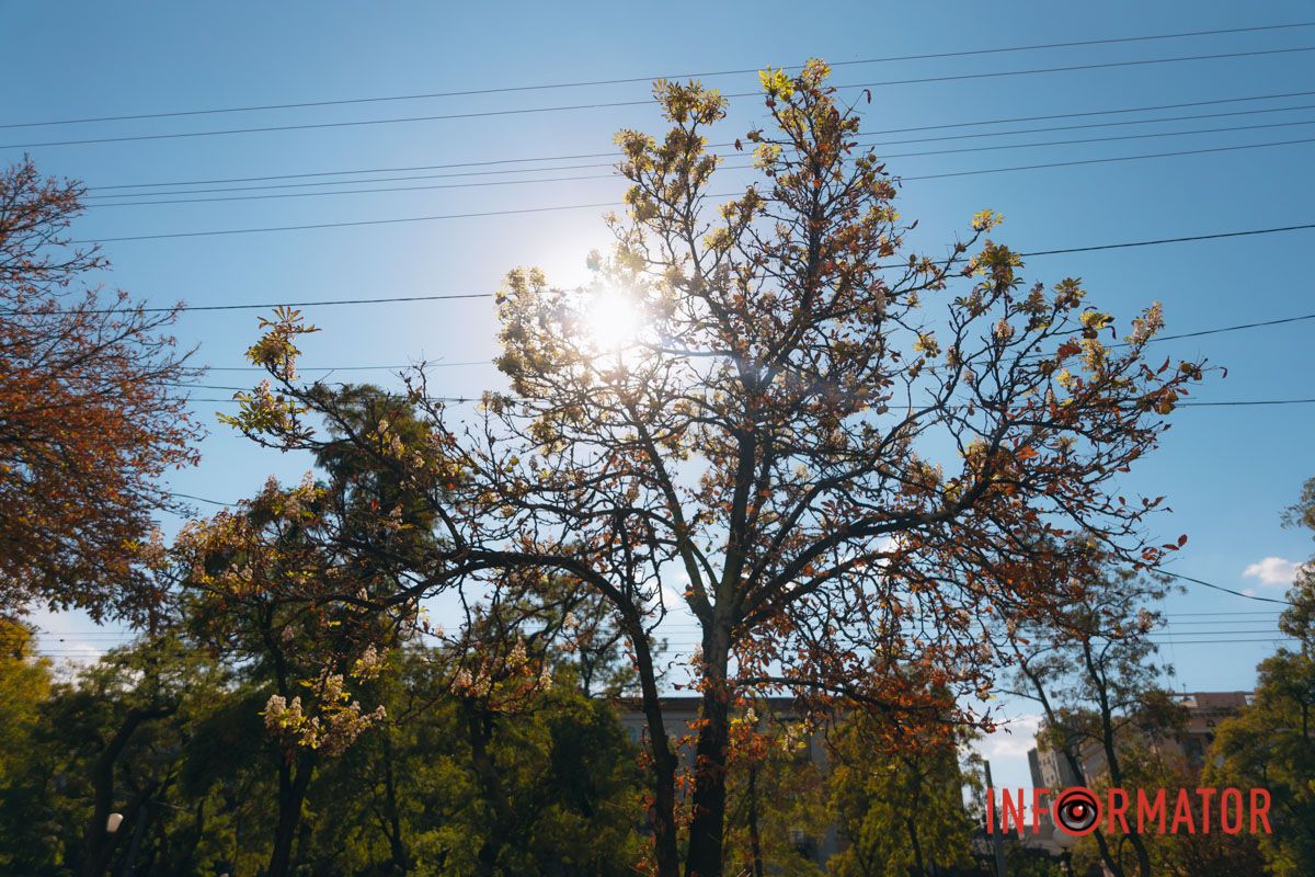 У Дніпрі у вересні почали квітнути каштани 12