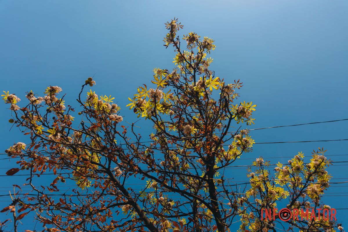 У Дніпрі у вересні почали квітнути каштани 14