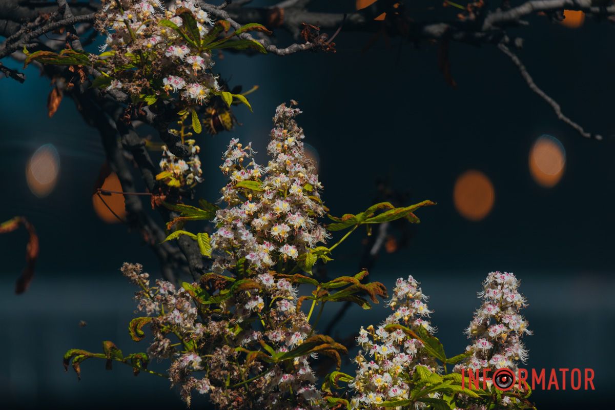 У Дніпрі у вересні почали квітнути каштани 11