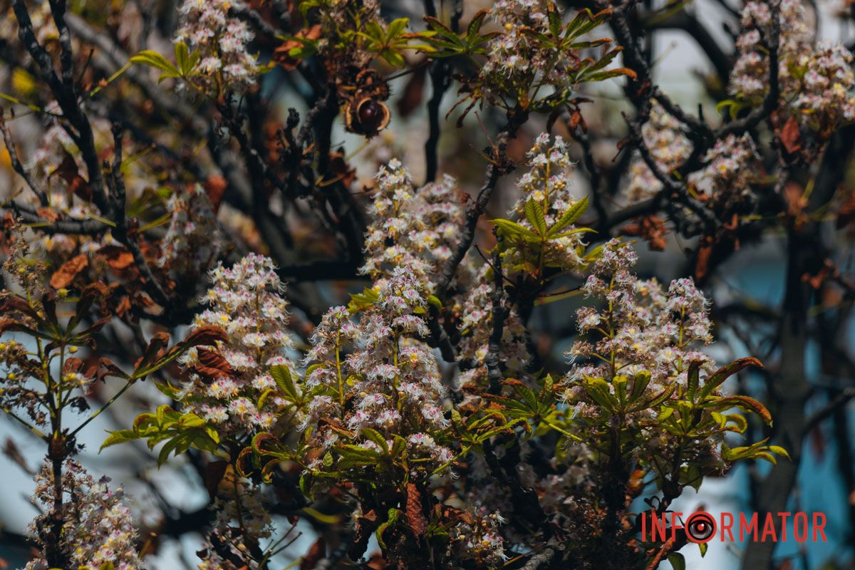 У Дніпрі у вересні почали квітнути каштани 6