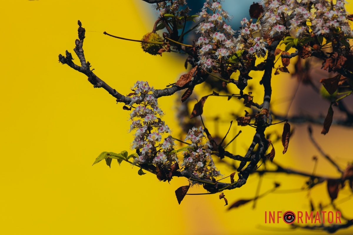 У Дніпрі у вересні почали квітнути каштани 7