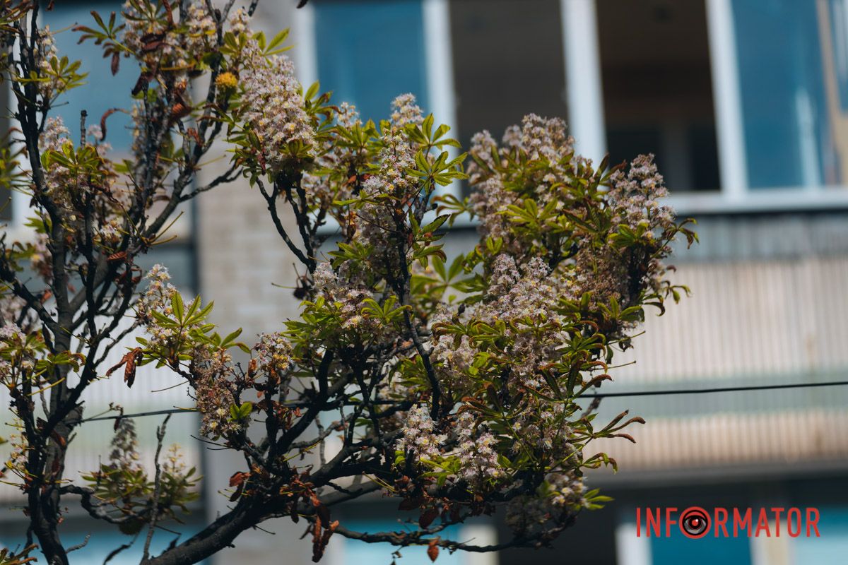 У Дніпрі у вересні почали квітнути каштани 8