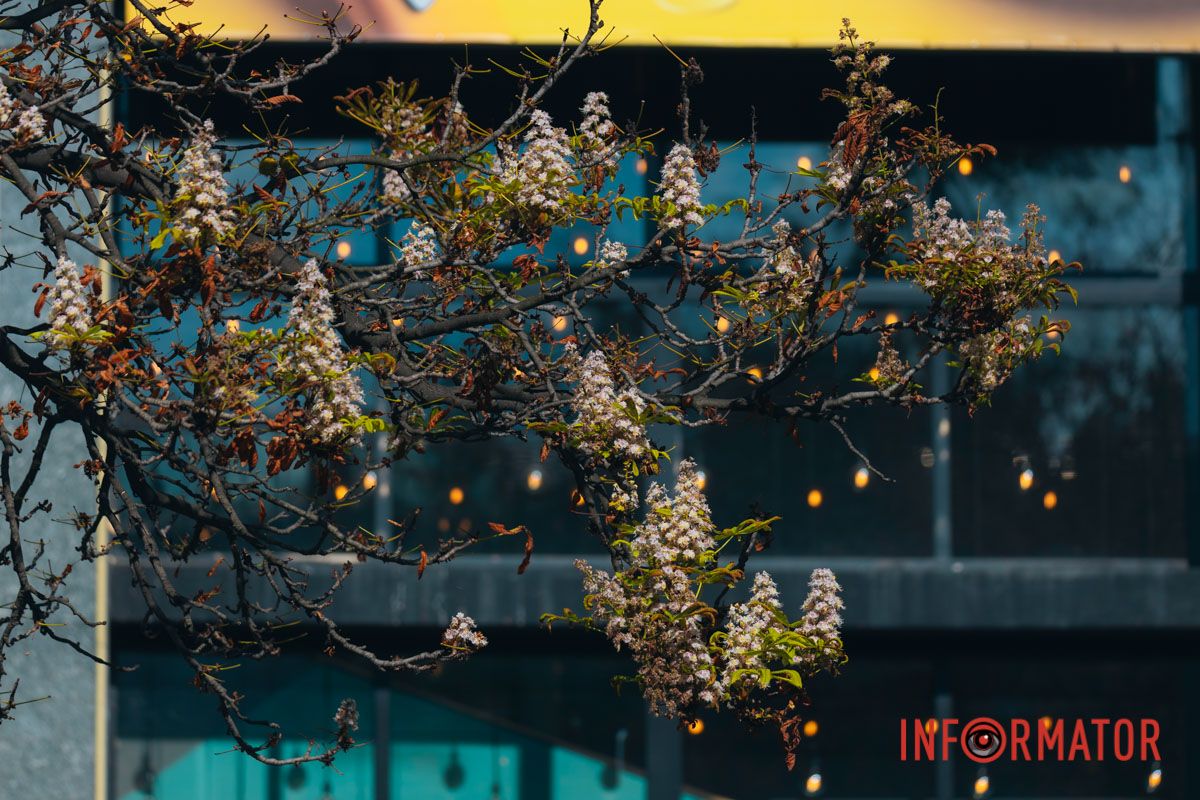 У Дніпрі у вересні почали квітнути каштани 9