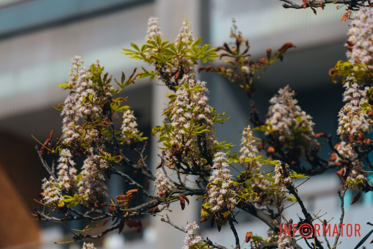 У Дніпрі у вересні почали квітнути каштани 10