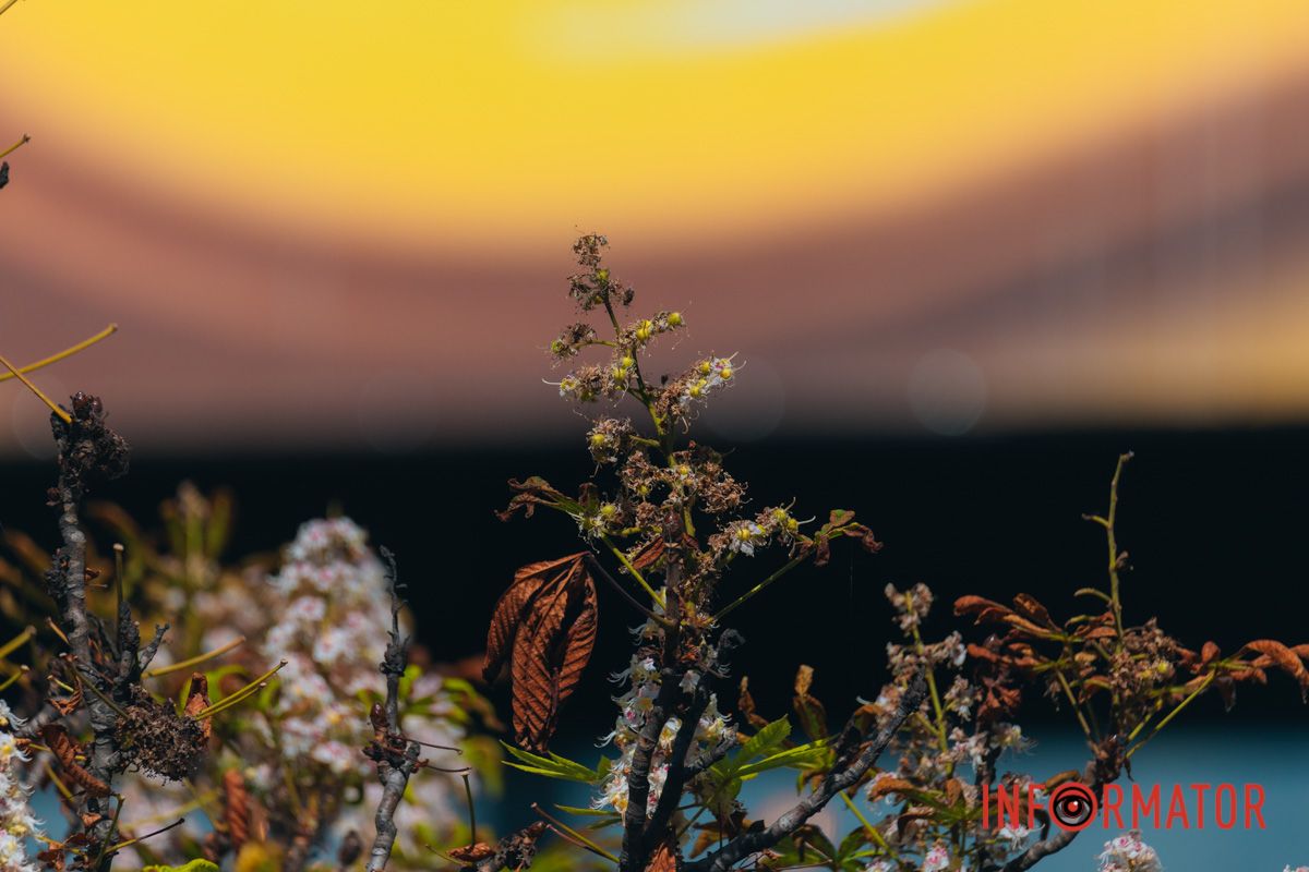 У Дніпрі у вересні почали квітнути каштани 5