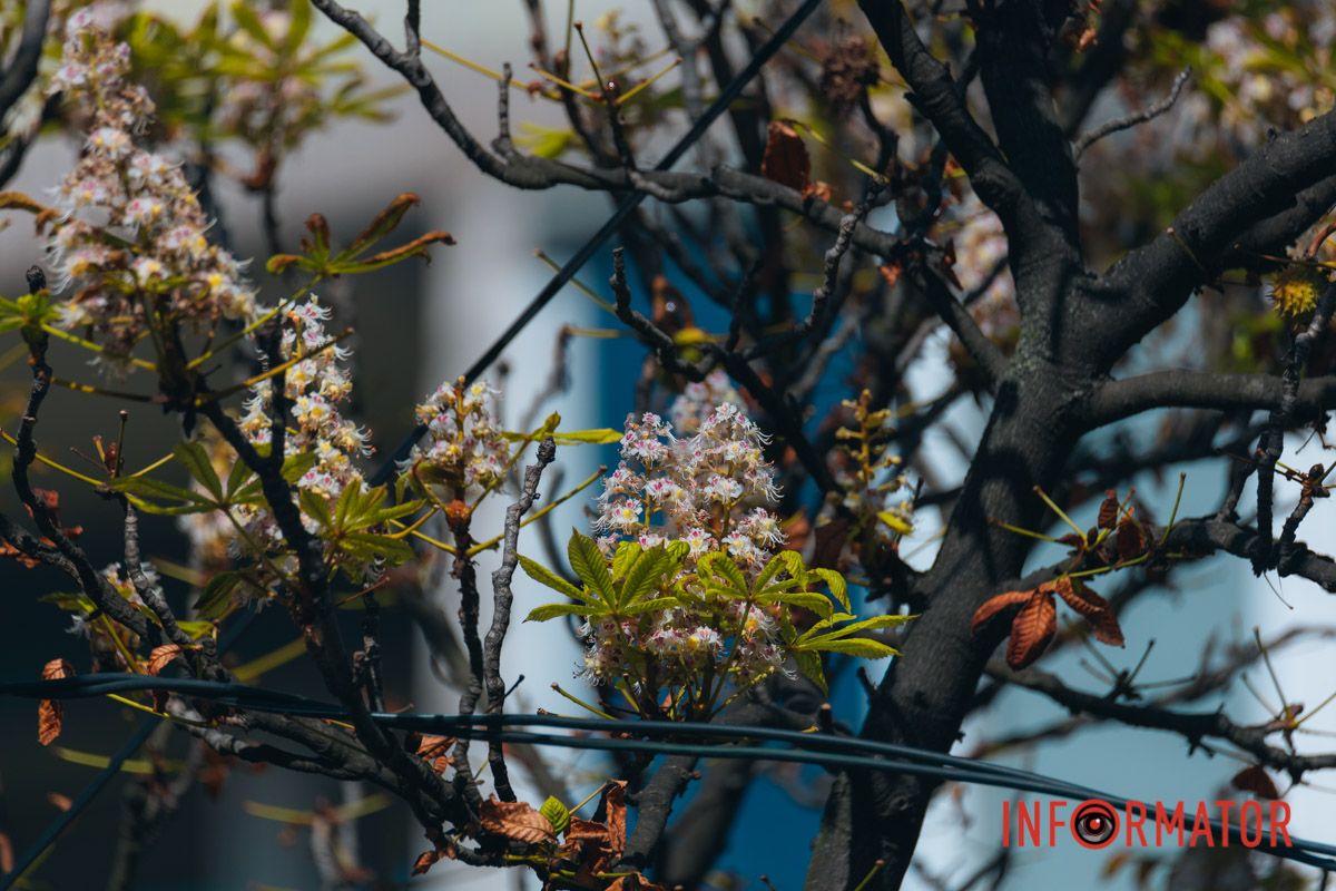 У Дніпрі у вересні почали квітнути каштани 4