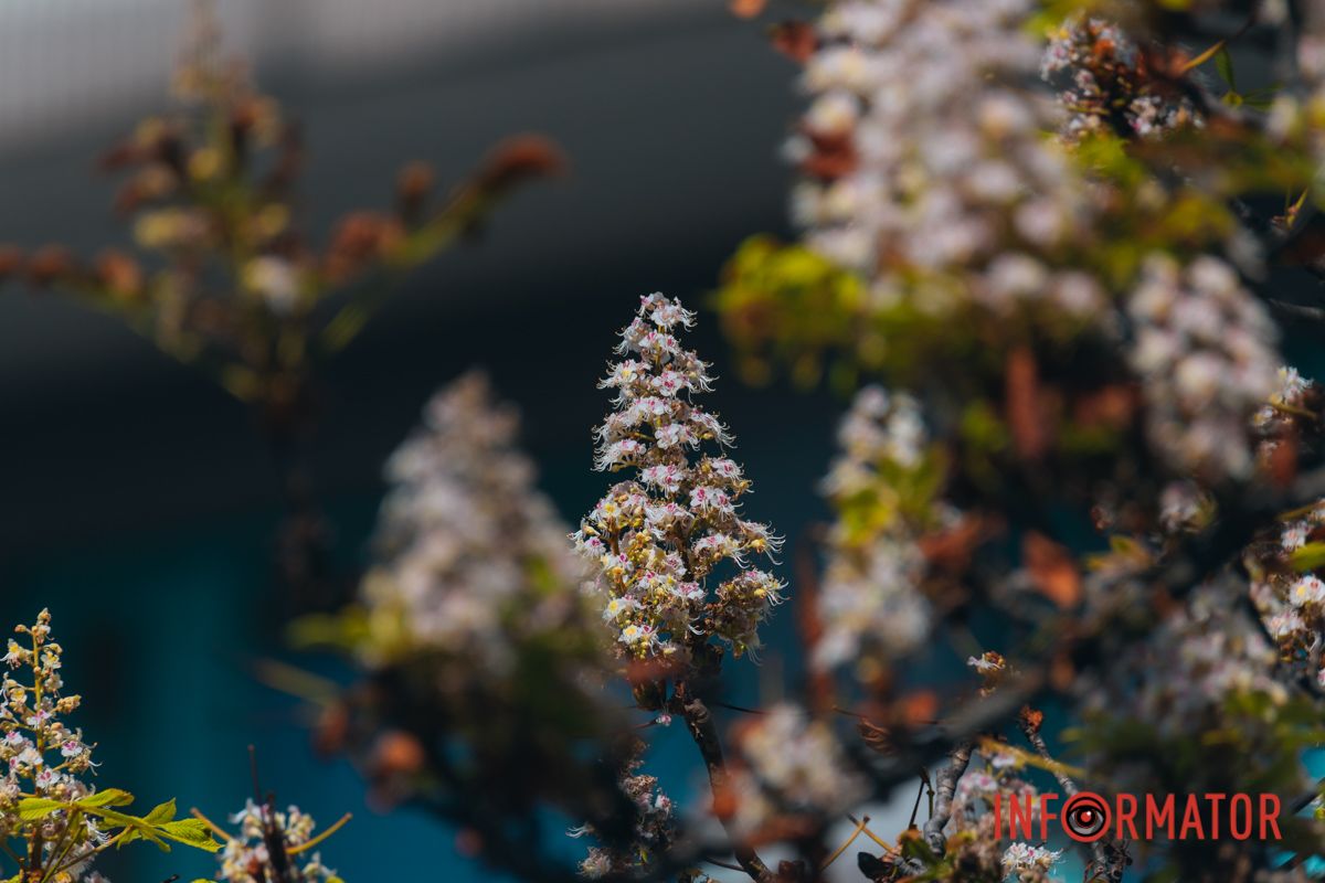 У Дніпрі у вересні почали квітнути каштани 3