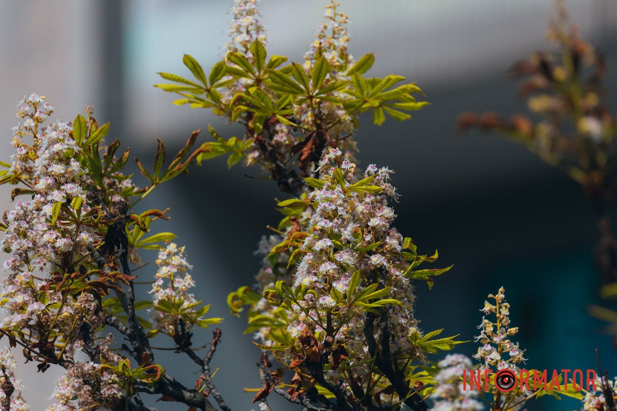 У Дніпрі у вересні почали квітнути каштани 2