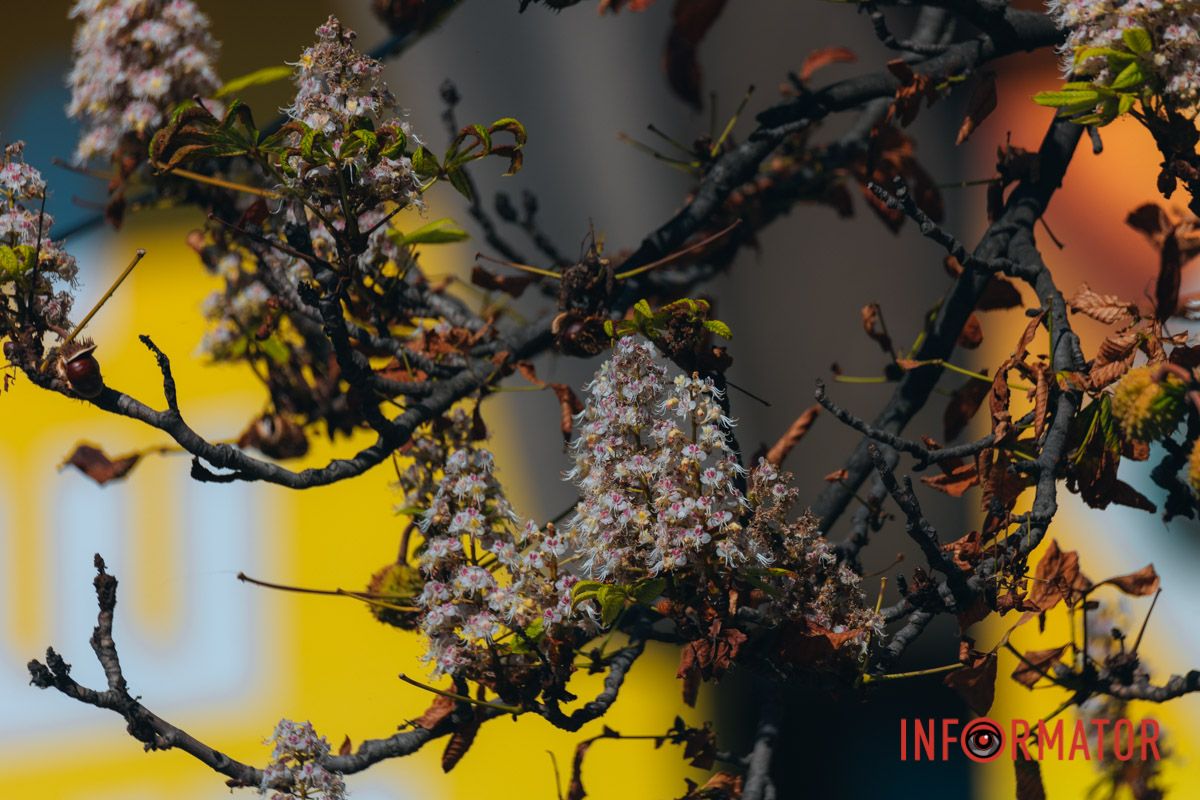 У Дніпрі у вересні почали квітнути каштани 1