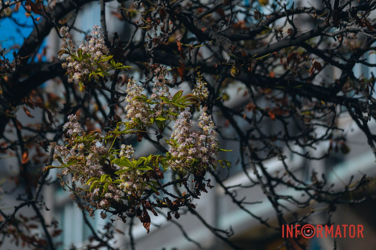 У Дніпрі у вересні почали квітнути каштани 27