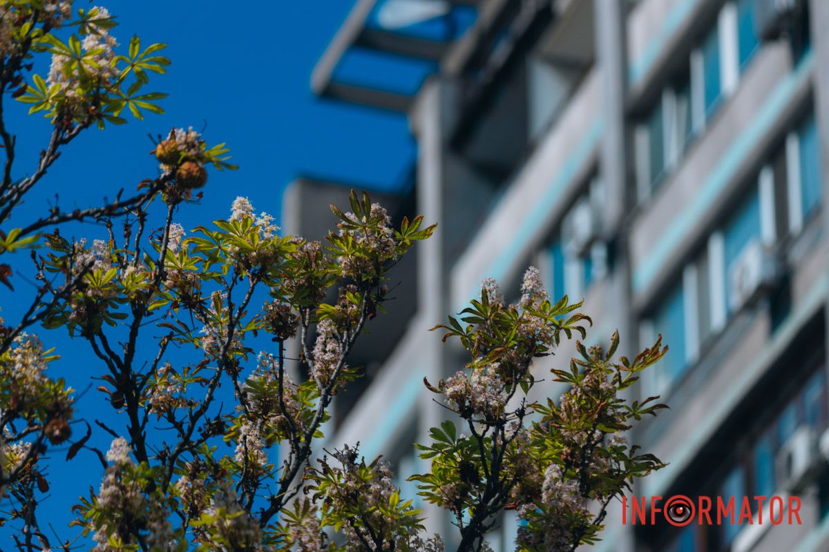 У Дніпрі у вересні почали квітнути каштани 28