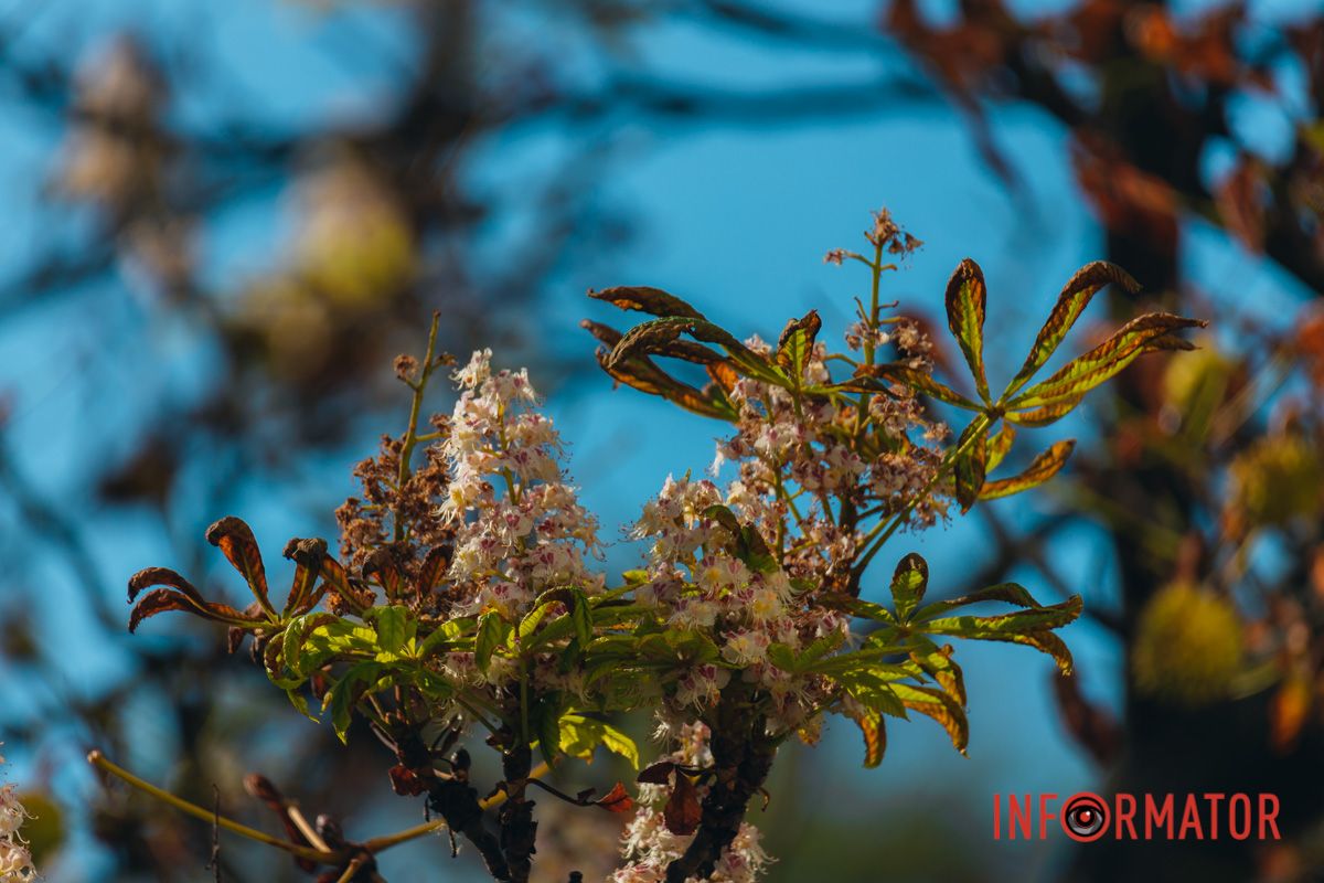 У Дніпрі у вересні почали квітнути каштани 29