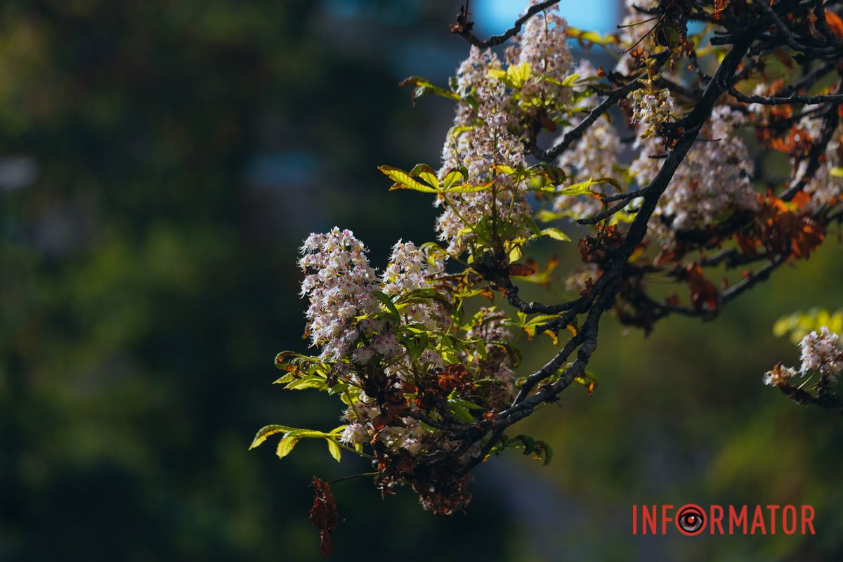 У Дніпрі у вересні почали квітнути каштани 26