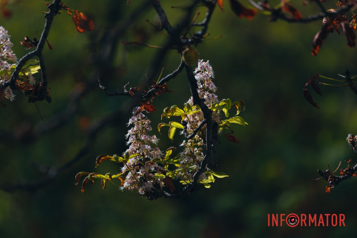 У Дніпрі у вересні почали квітнути каштани 25