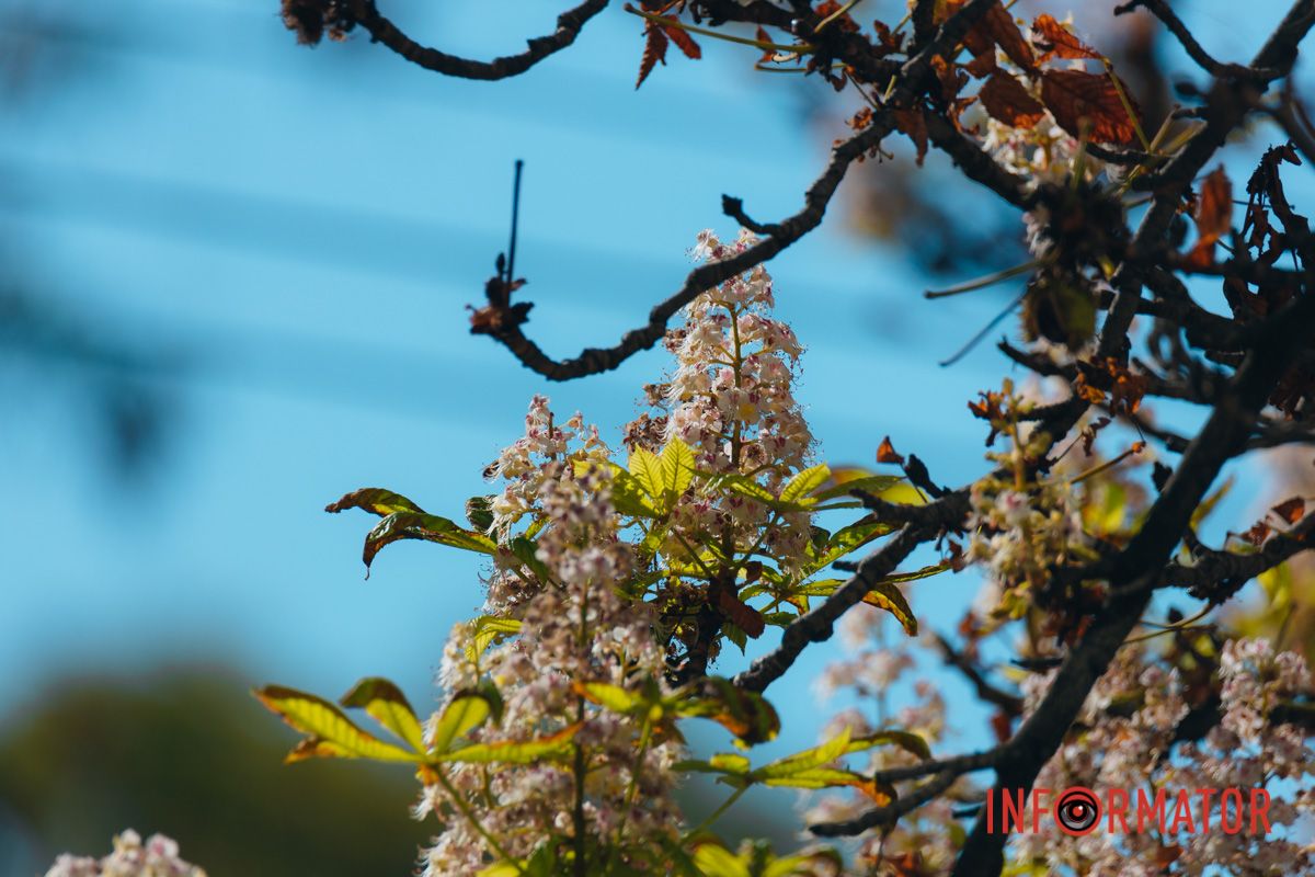 У Дніпрі у вересні почали квітнути каштани 24