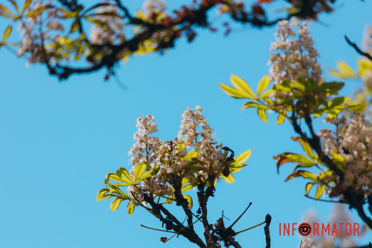 У Дніпрі у вересні почали квітнути каштани 23