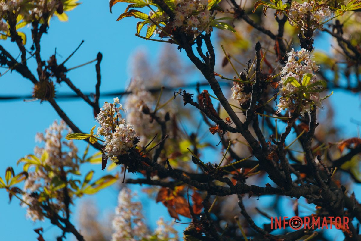 У Дніпрі у вересні почали квітнути каштани 22