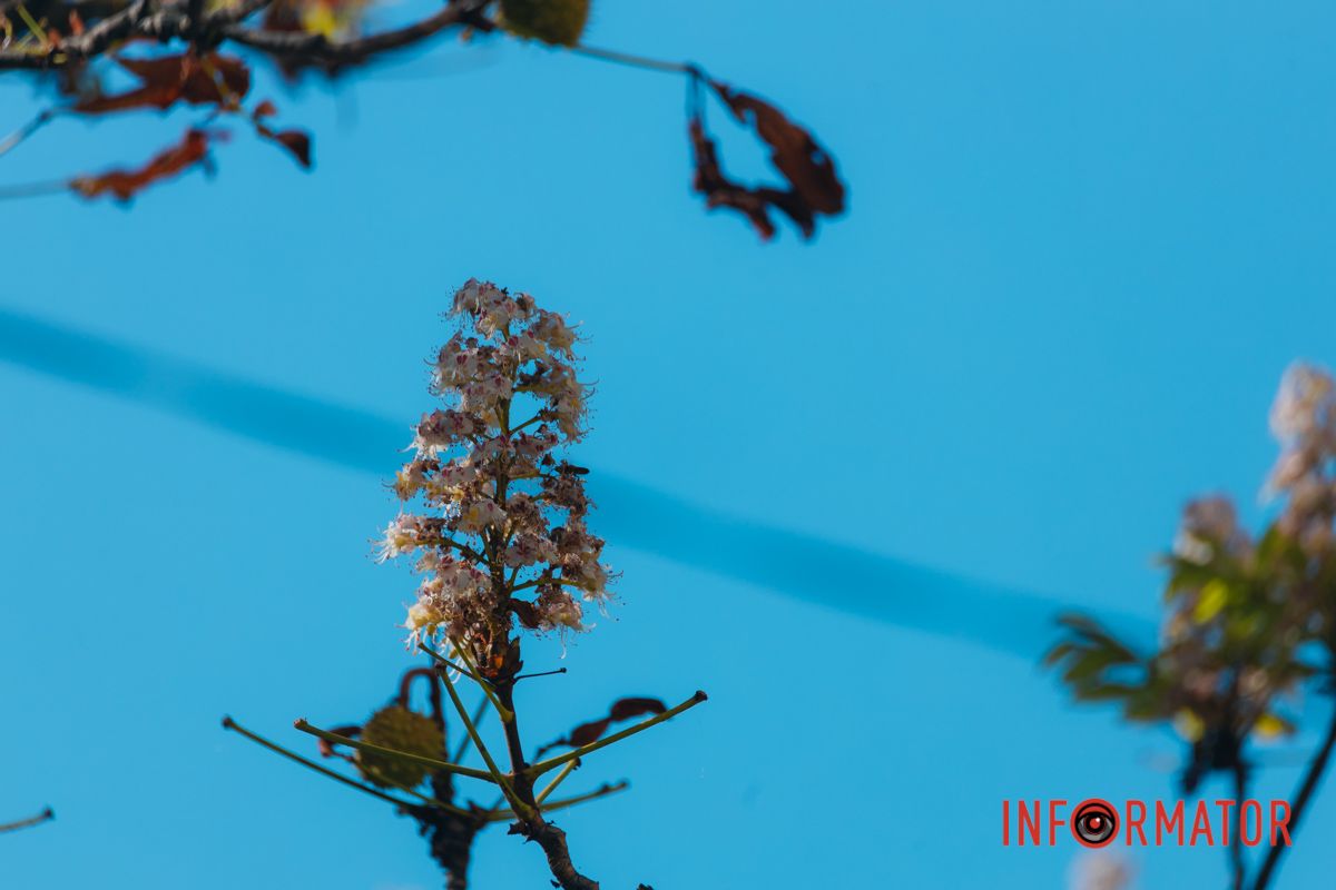 У Дніпрі у вересні почали квітнути каштани 21