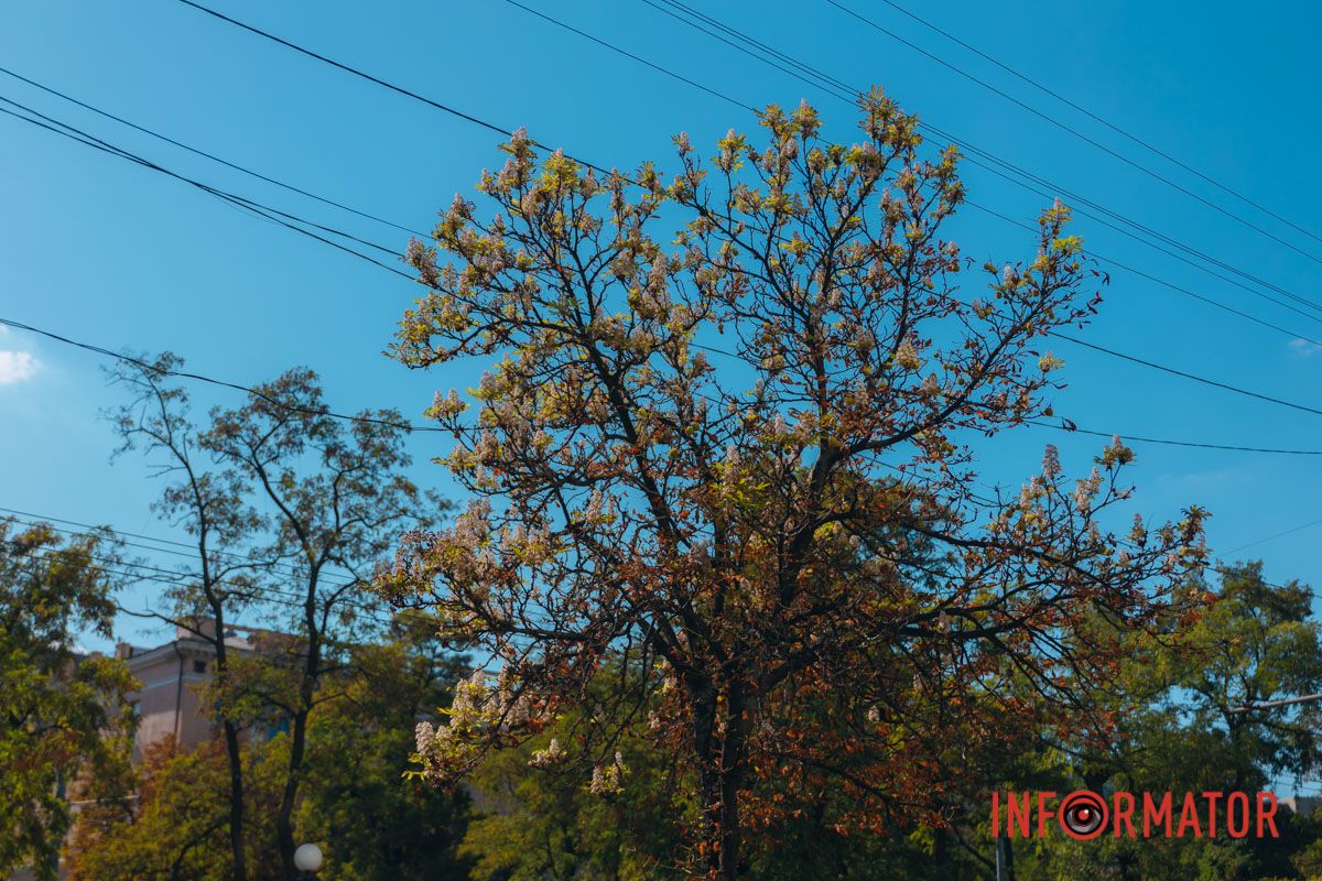 У Дніпрі у вересні почали квітнути каштани 20