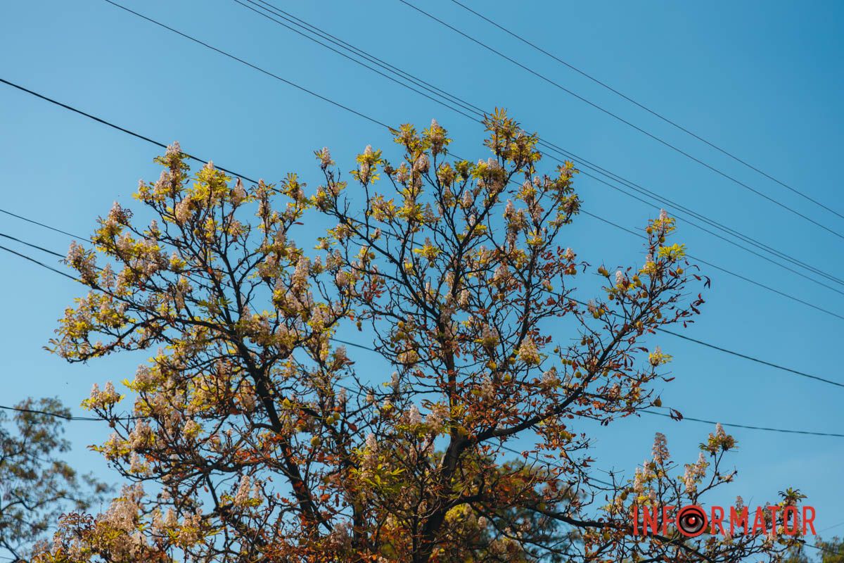 У Дніпрі у вересні почали квітнути каштани 18