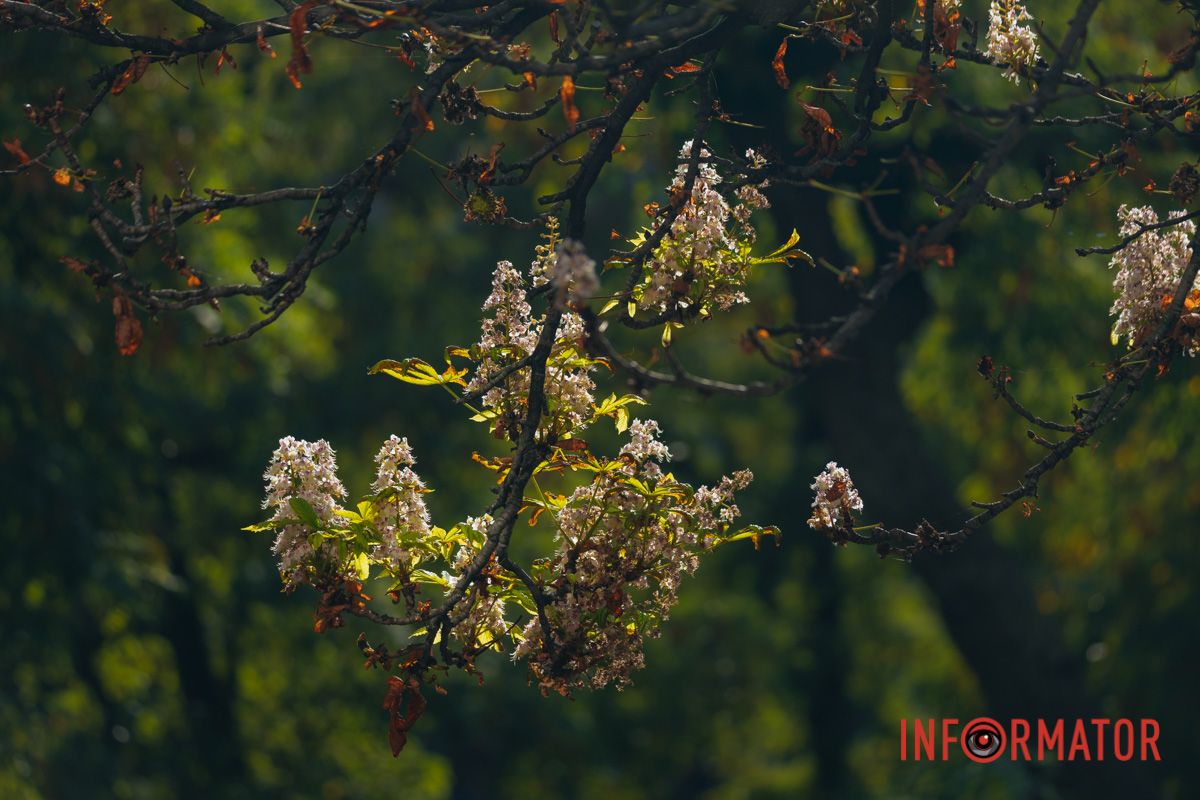 У Дніпрі у вересні почали квітнути каштани 17