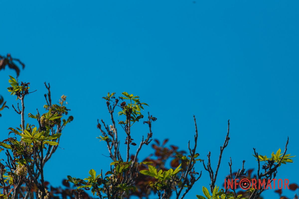 У Дніпрі у вересні почали квітнути каштани 16