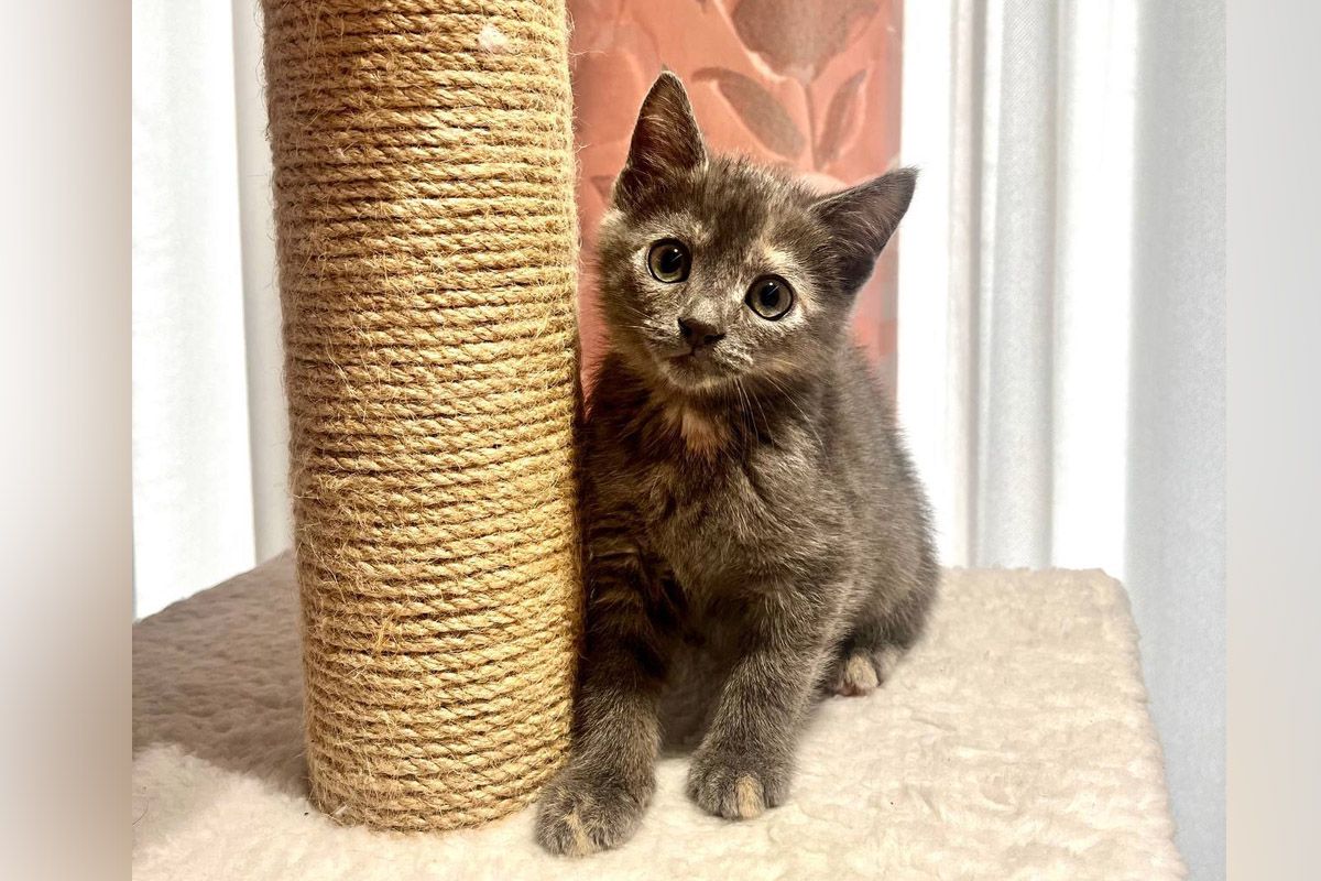 Дружелюбні та з гарними манерами: котики та песики чекають на своїх господарів у Дніпрі 5