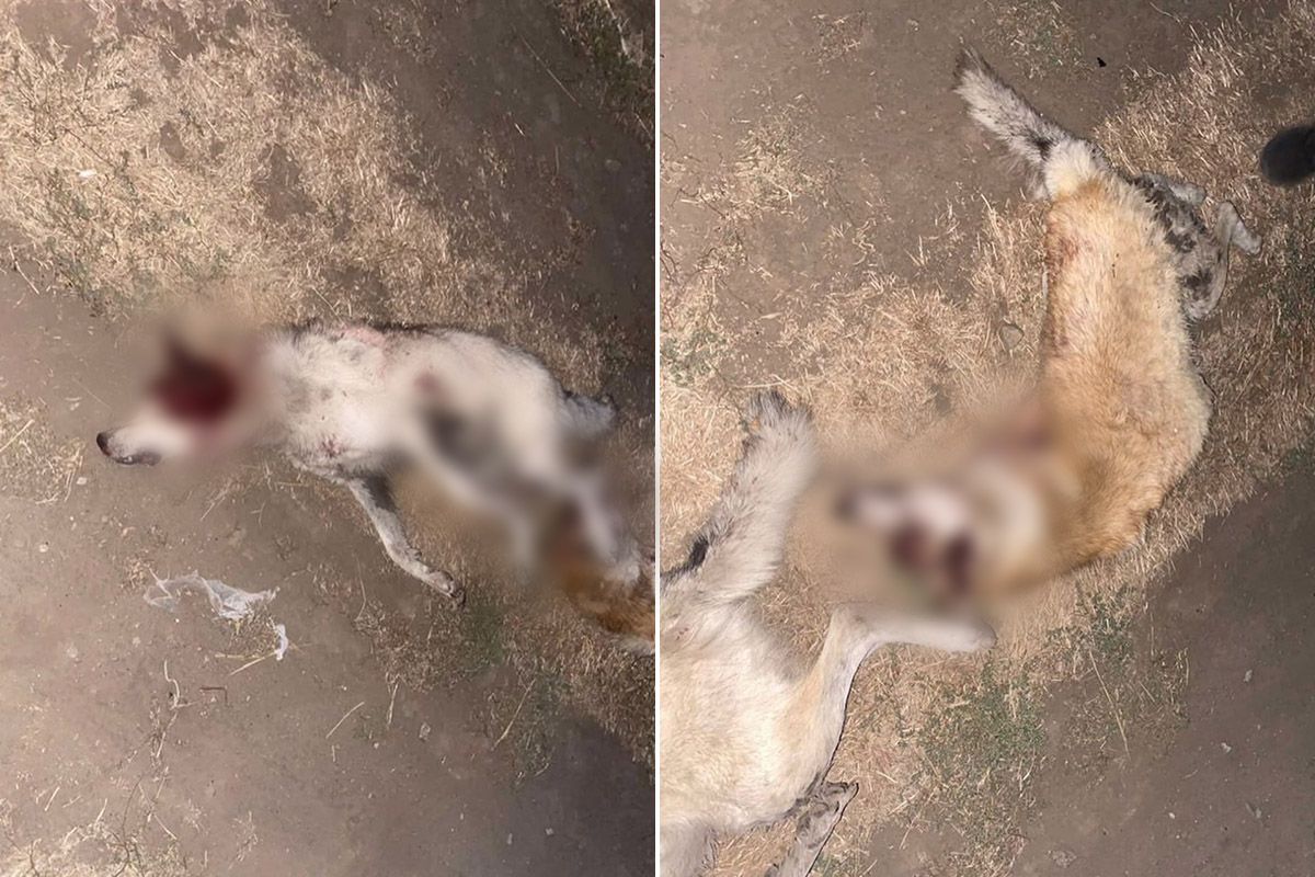 У Дніпропетровській області чоловік вбив двох собак