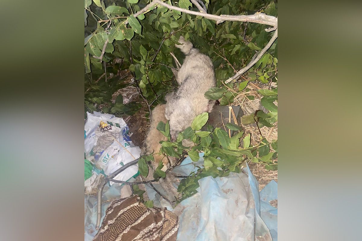 Стрілок сказав, що переплутав їх з вовками