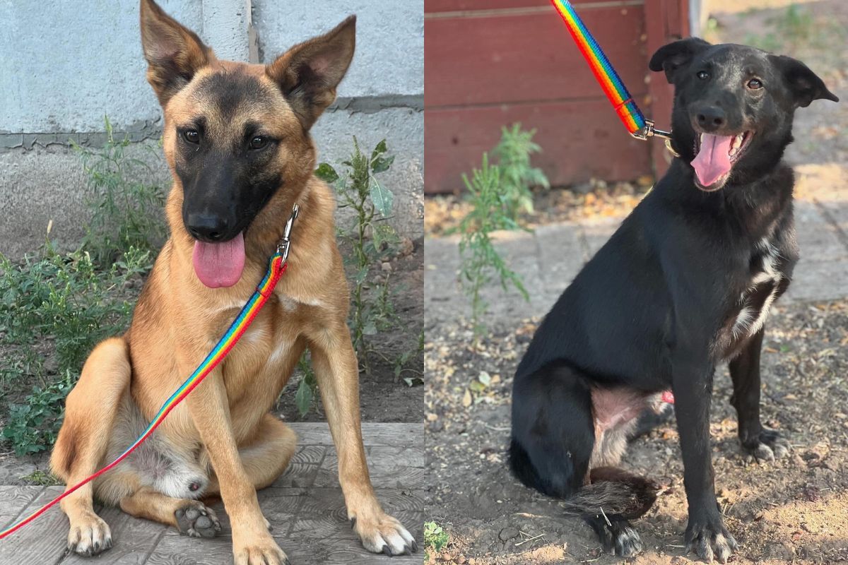 Притулок «Промінчик надії»