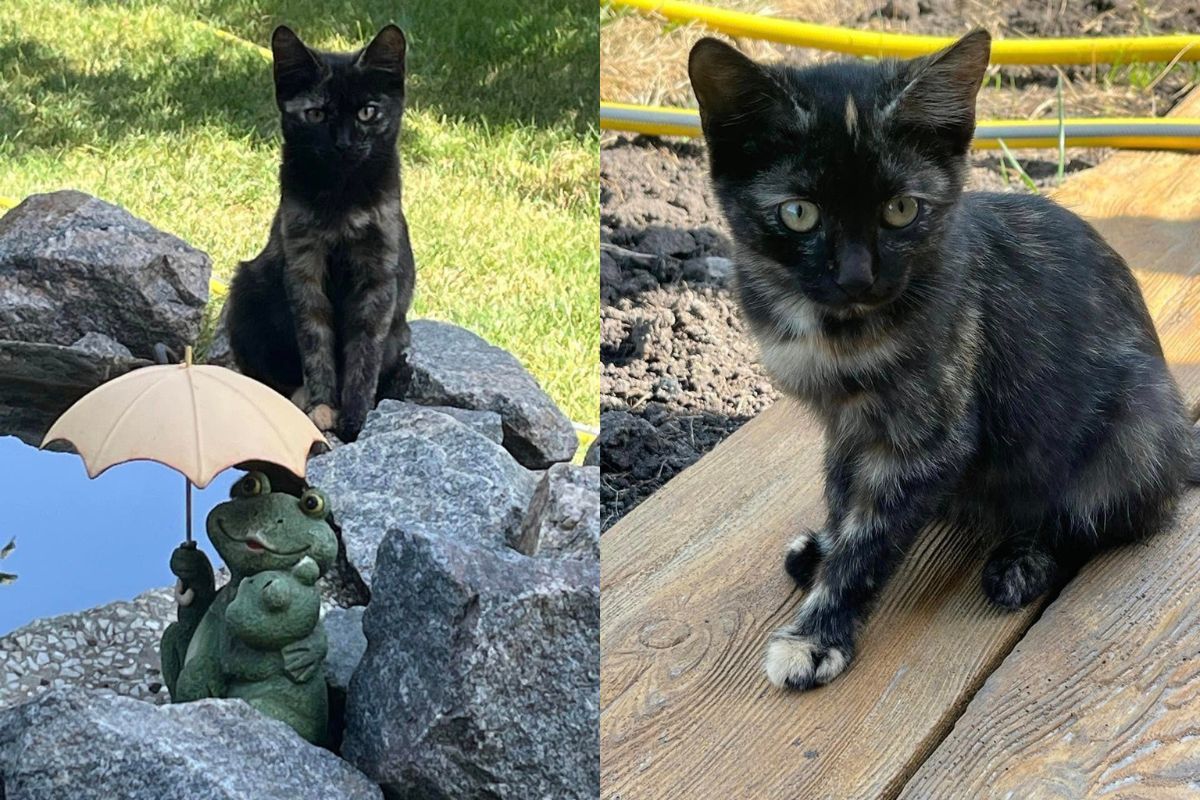 Пухнастики шакають господарів