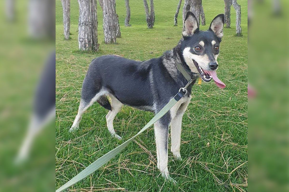 Маленька дівчинка Маленька дівчинка