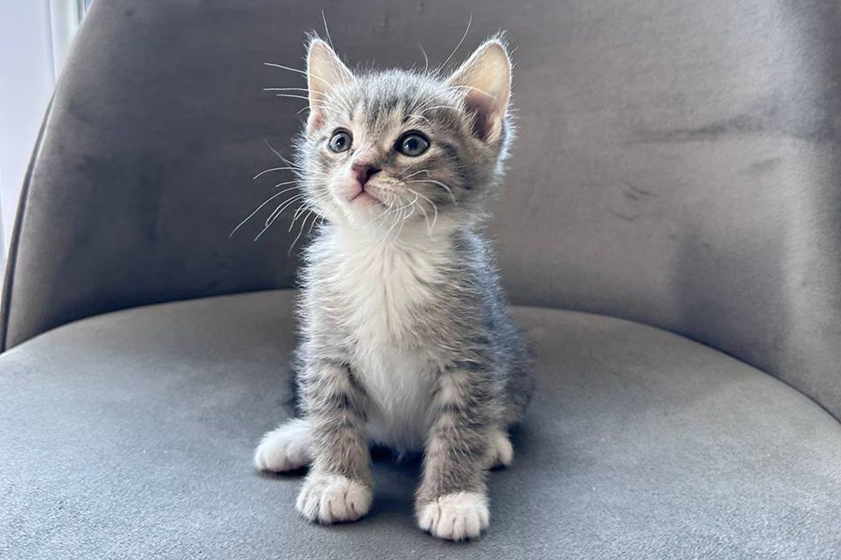 Марципан Марципан