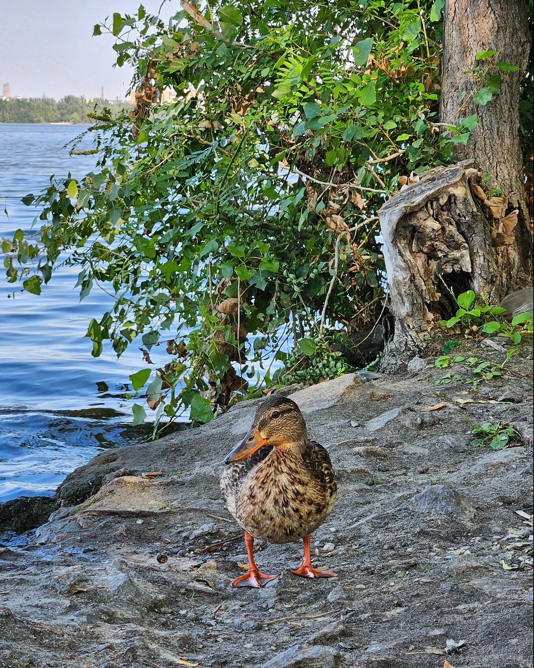 Фото: @polinapisklova Фото: @polinapisklova