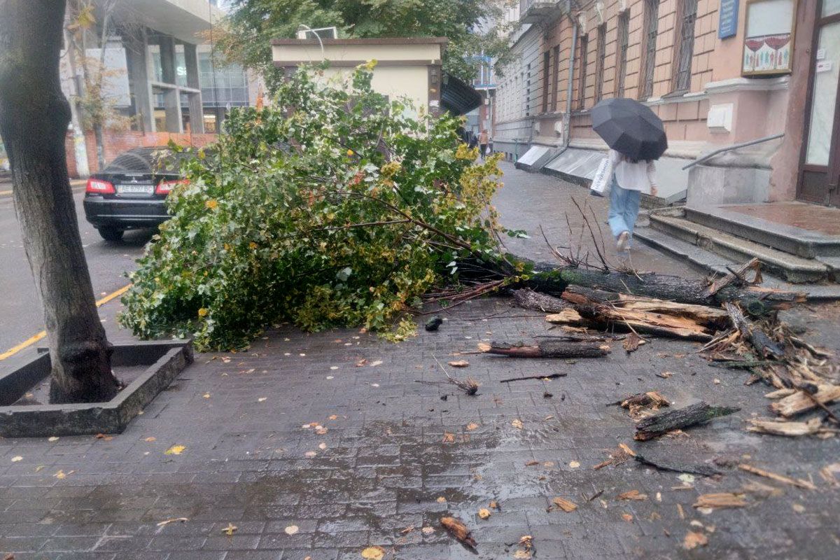 На вулиці королеви Єлизавети II через негоду впало дерево На вулиці королеви Єлизавети II через негоду впало дерево