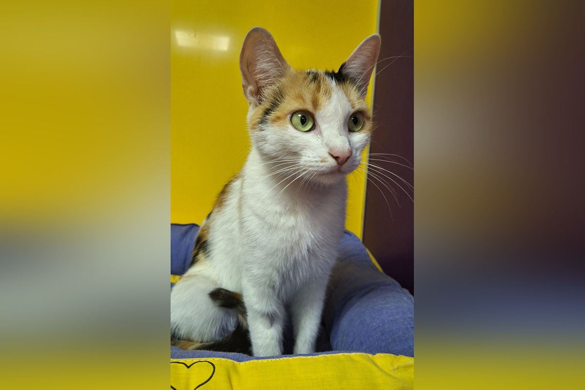 Триколірна красуня 