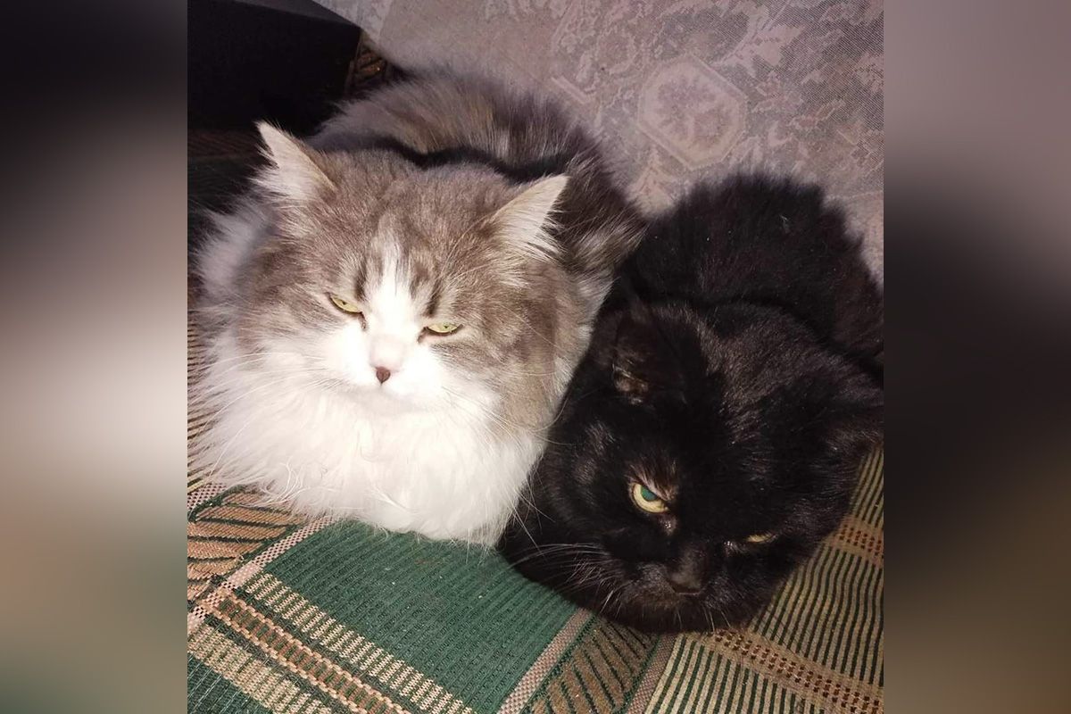 Киця та котик