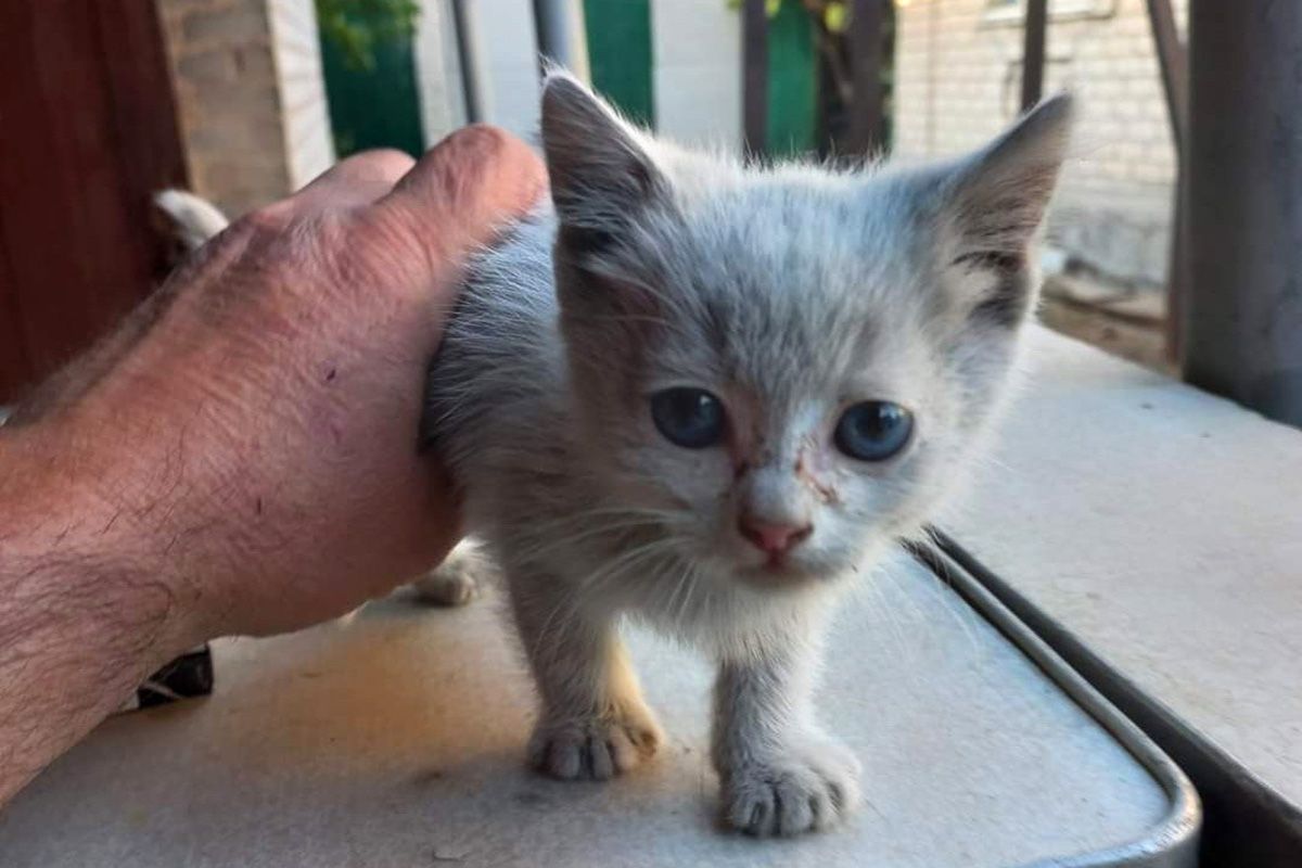 Кошеня з Покровська 