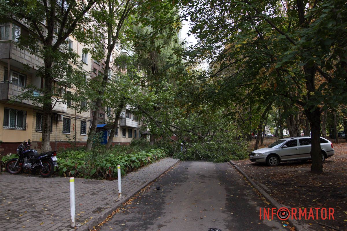 У Дніпрі на Тополя-2 біля під'їзду надломилося дерево і впав стовп: рух перекрито 1