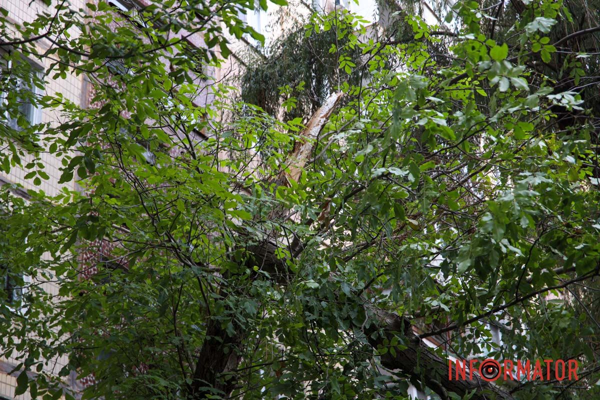 У Дніпрі на Тополя-2 біля під'їзду надломилося дерево і впав стовп: рух перекрито 2