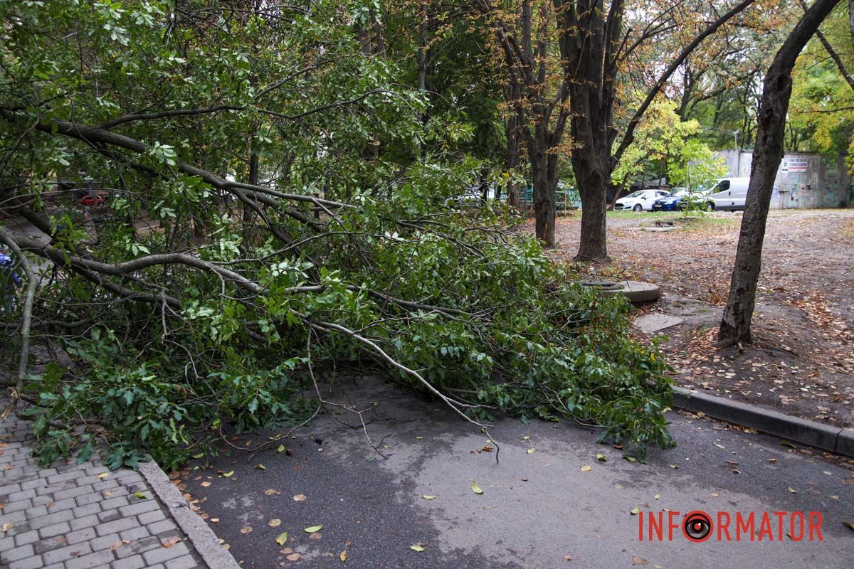 У Дніпрі на Тополя-2 біля під'їзду надломилося дерево і впав стовп: рух перекрито 5