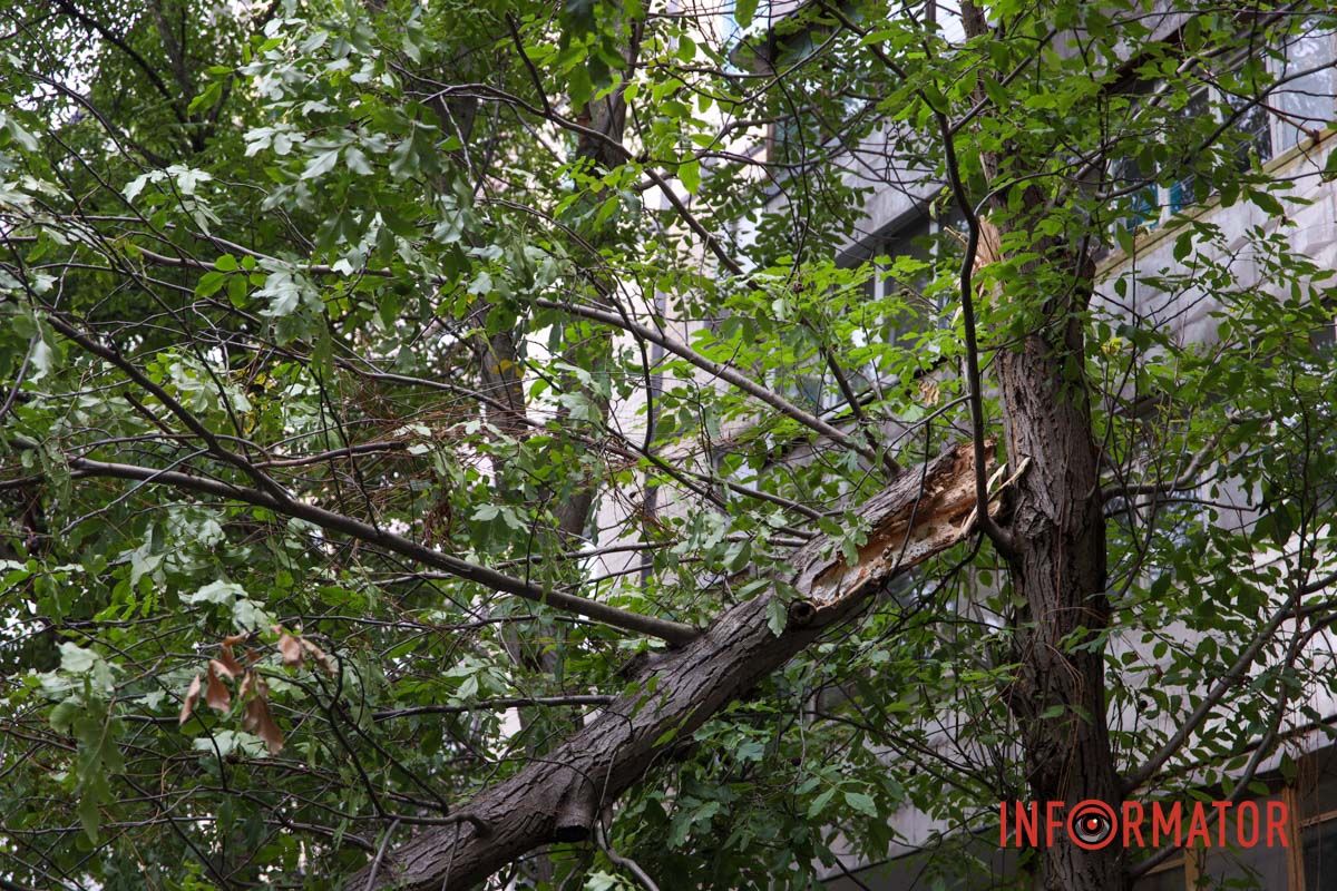 У Дніпрі на Тополя-2 біля під'їзду надломилося дерево і впав стовп: рух перекрито 4