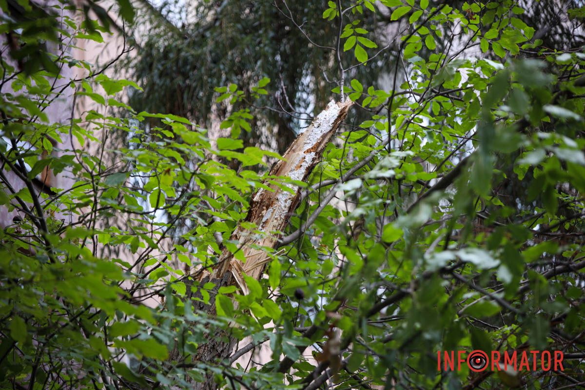 У Дніпрі на Тополя-2 біля під'їзду надломилося дерево і впав стовп: рух перекрито 7