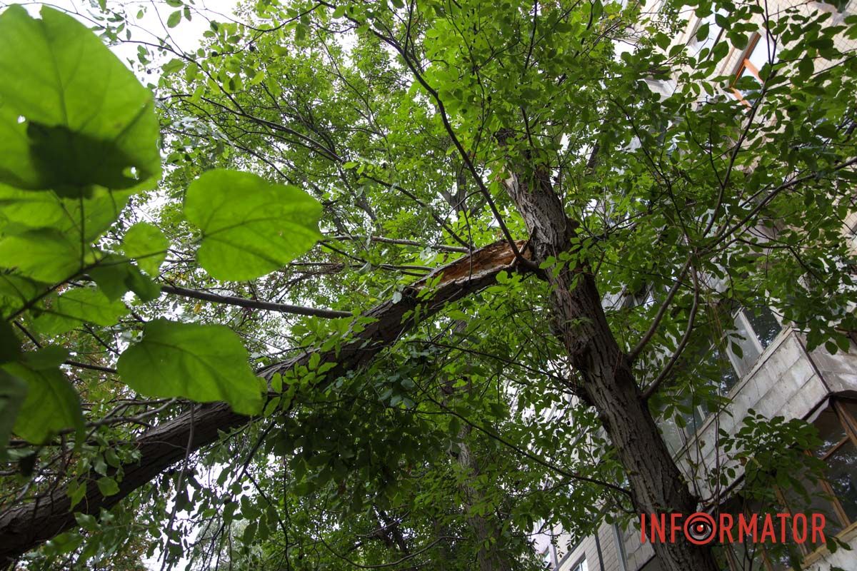У Дніпрі на Тополя-2 біля під'їзду надломилося дерево і впав стовп: рух перекрито 12